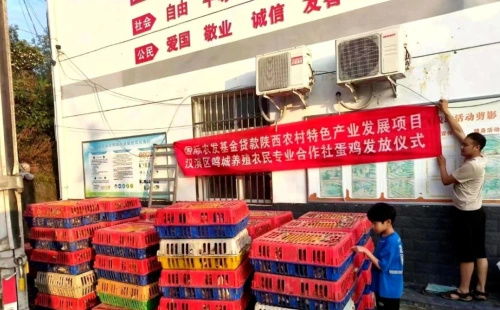 从都市回归田园 安康80后大学生返乡创业，蛋鸡养殖成就年销亿元梦